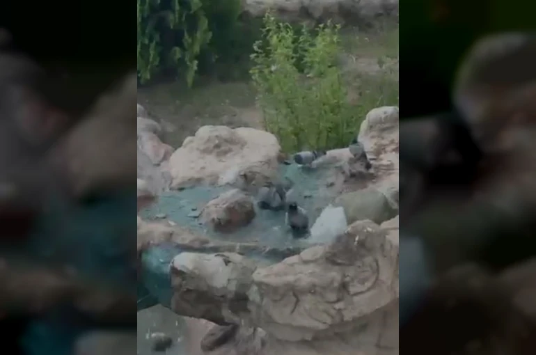 Elazığ’da kavurucu sıcaktan bunalan güvercinler suyla serinledi