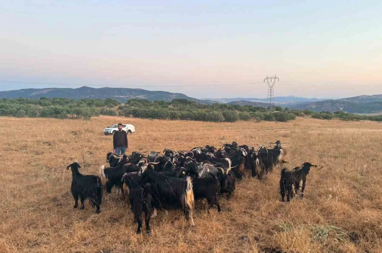 Elazığ’da kaybolan 30 keçi dron destekli çalışmayla bulundu