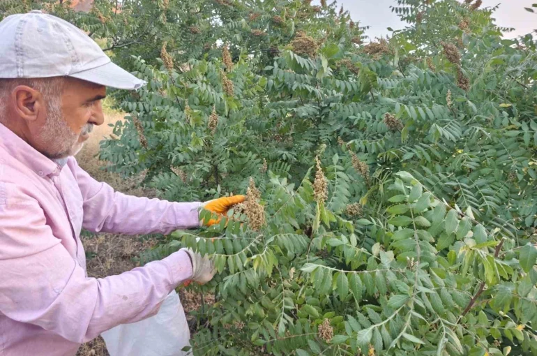 Elazığ’da kebapçıların gözdesi sumağın hasadı başladı