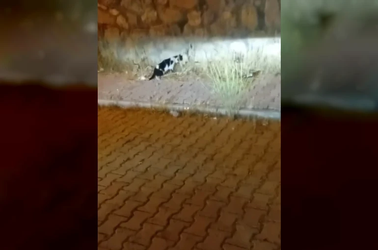 Elazığ’da kedi ile yılanın mücadelesi kamerada