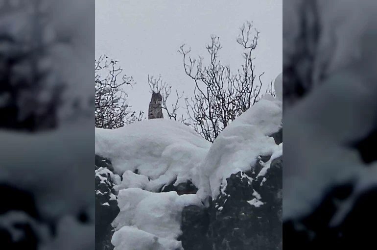 Elazığ’da koruma altındaki vaşak görüntülendi