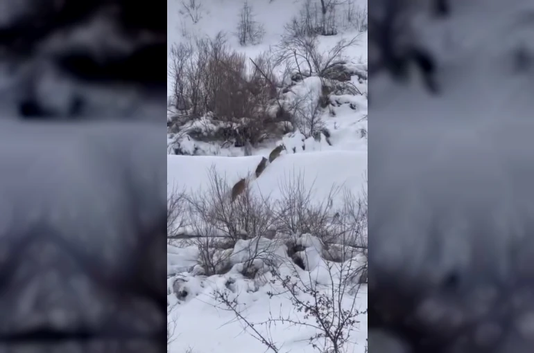 Elazığ’da kurt sürüsü görüldü