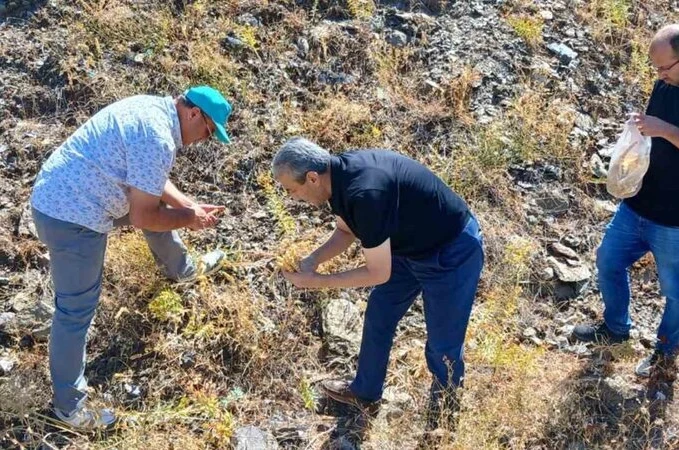 Elazığ’da maden çayı tohumu toplama çalışması
