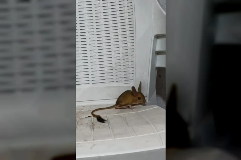 Elazığ’da nesli tehdit altında olan Arap Tavşanı görüldü