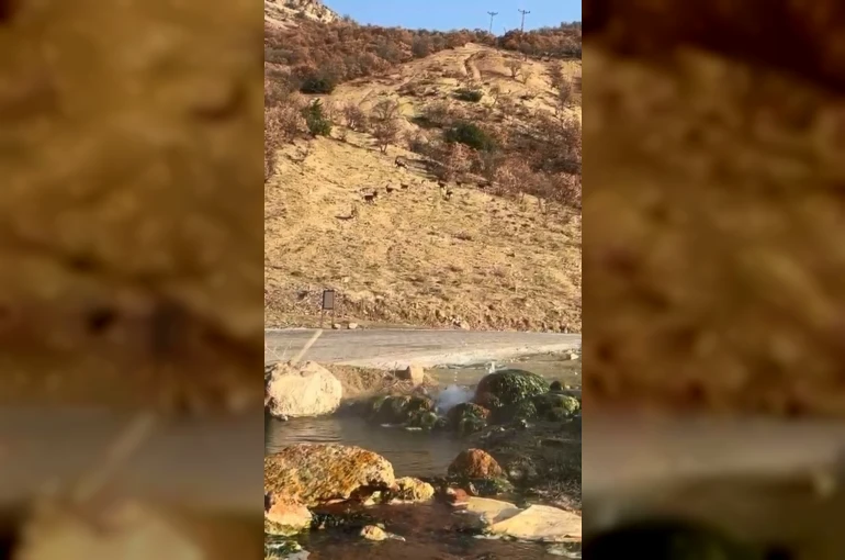 Elazığ’da nesli tükenme tehdidi altında olan dağ keçileri görüldü