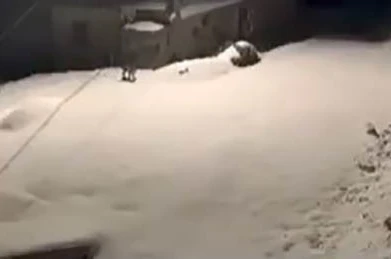 Elazığ’da nesli tükenmekte olan vaşak ailesi görüldü