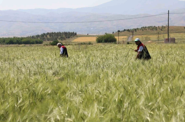 Elazığ’da süne sürveyi ve CBS çalışmaları sahada değerlendirildi