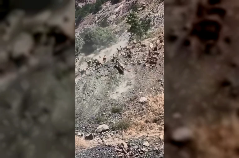 Elazığ’da sürü halinde dağ keçileri görüldü