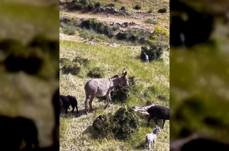 Elazığ’da sürüden ayrılan eşeği dronun sesi geri getirdi