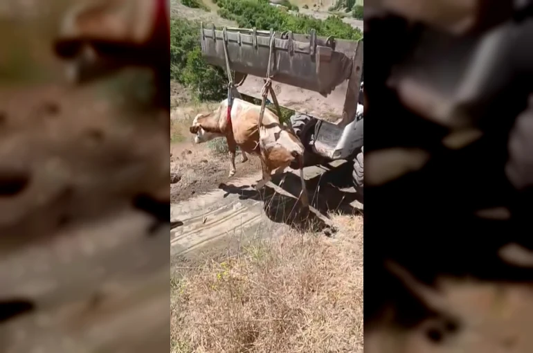 Elazığ’da uçurumdan yuvarlanan inek kurtarıldı