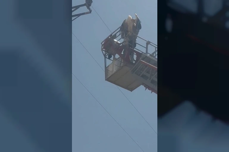 Elazığ’da yaralı leylek itfaiye tarafından kurtarıldı