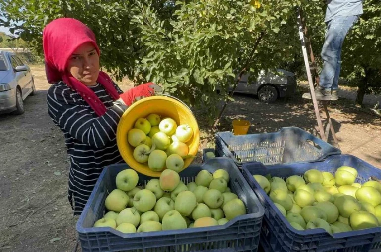 Elma diyarı Eğirdir’de hasat başladı, kuraklık rekolteyi vurdu