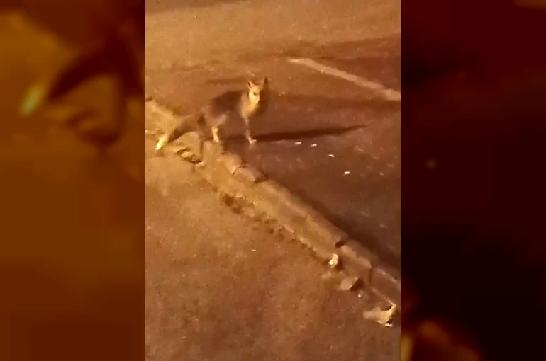 Elmadağ’da aç kalan tilkiler şehir merkezine indi