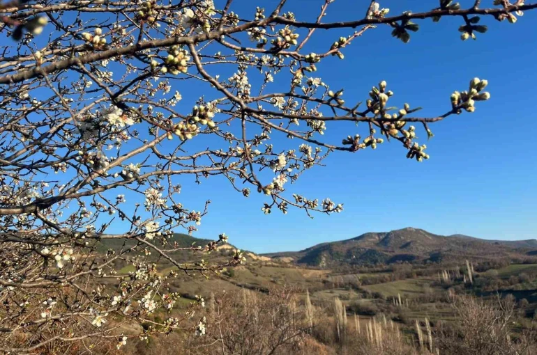 Emet’te badem ağaçları çiçek açtı