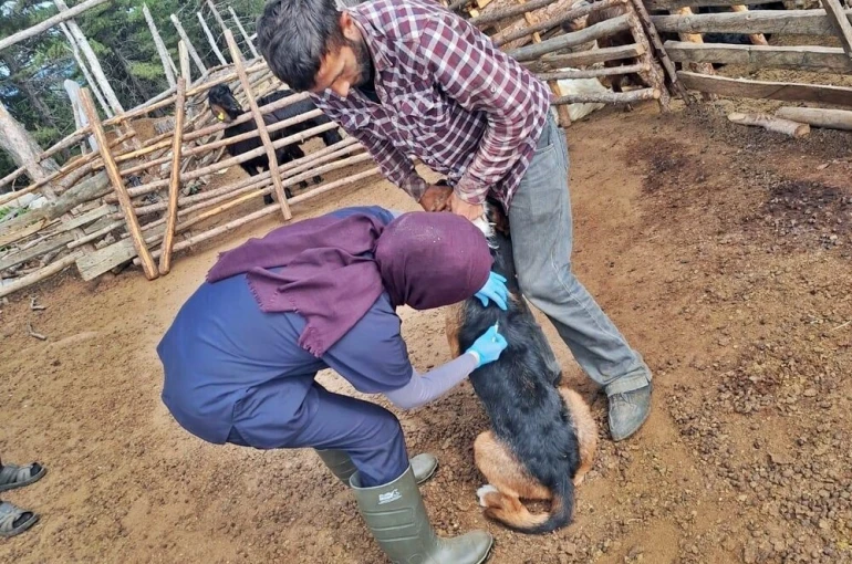 Emet’te küçükbaş hayvan sağlığı çalışmaları