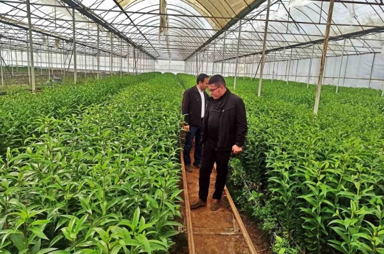 Emet’te üreticiler için Simav’daki seralara teknik gezi