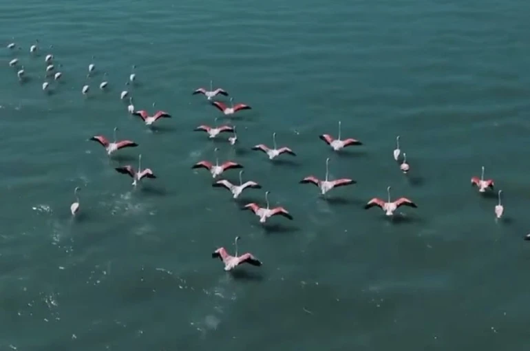Erçek Gölü’nde jandarmadan flamingo nöbeti