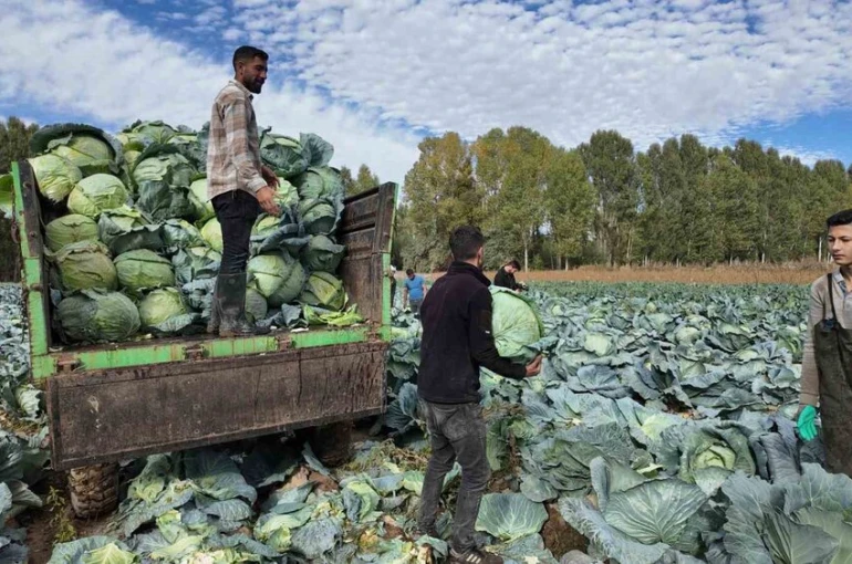 Erciş’te lahana hasadı başladı