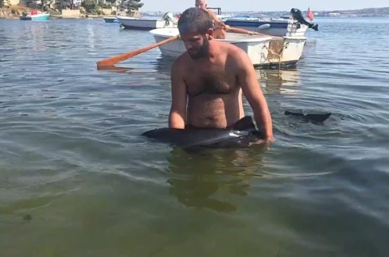 Erdek’te karaya vuran yavru yunus seferberliği
