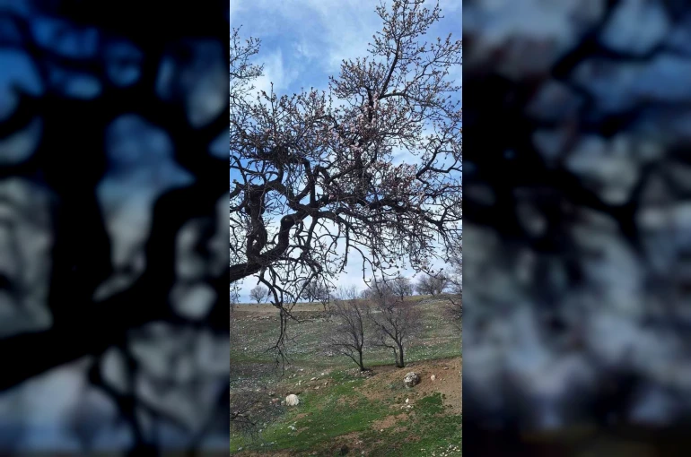 Ergani’de badem ağaçları erken çiçek açtı