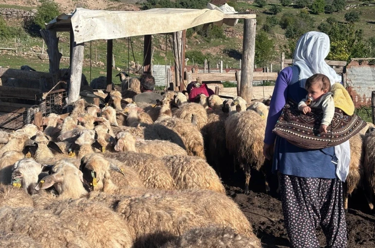 Erzincan Tulum Peyniri yaylalarda geleneksel yöntemlerle üretiliyor