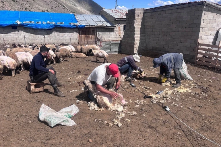 Erzincan yaylalarında kırkım mesaisi