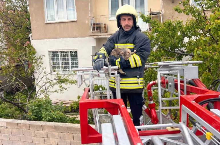Erzincan’da çatıda mahsur kalan kedi itfaiye ekiplerince kurtarıldı