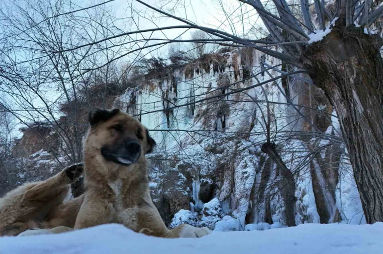 Erzincan’da doğa dondu, Girlevik Şelalesi buz kesti