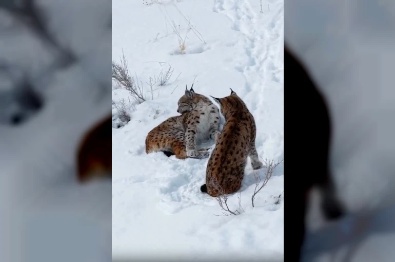 Erzincan’da iki vaşak görüntülendi 