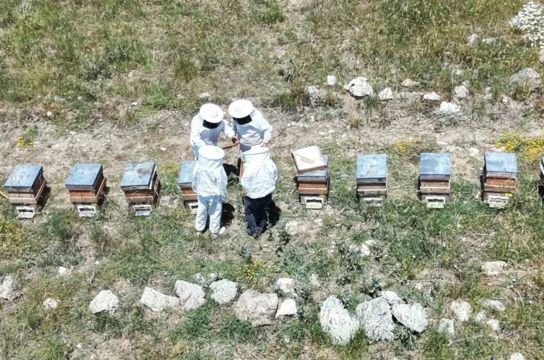 Erzincan’da kovanlar bal doldu, arıcılar hasadı bekliyor 