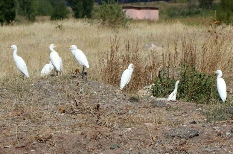 Erzincan’da süzülen kuşların göç hareketleri izleniyor