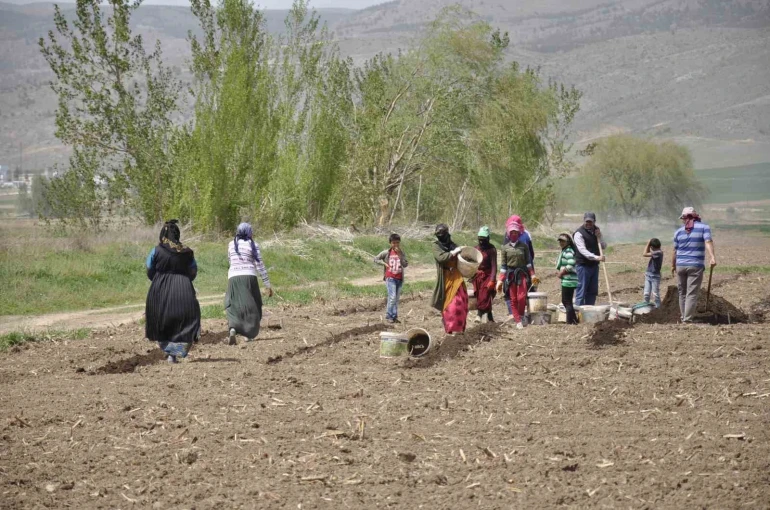 Erzincan’da tarımın görünmeyen kahramanları: Mevsimlik işçiler