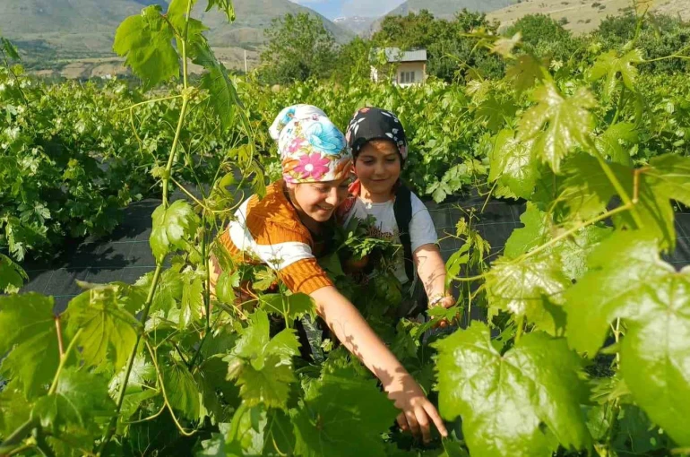 Erzincan’da üzümden önce yaprak hasadı başladı