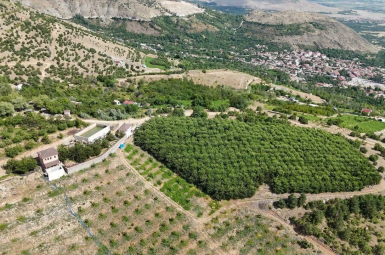 Erzincan’ın yüksek rakımlı kiraz bahçesinde hasat mesaisi