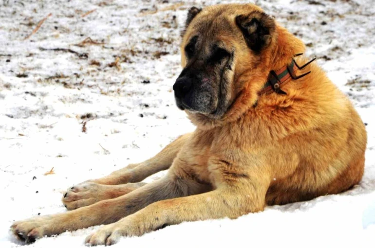 Erzurum’da bir kayıp hikâyesi