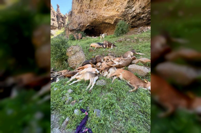 Erzurum’da kayalıklardan düşen 26 buzağı telef oldu