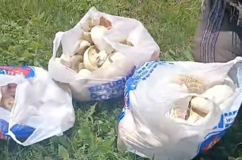 Erzurum’da sağanak yağışların ardından mantar bereketi: 45 dakikada poşetler doldu