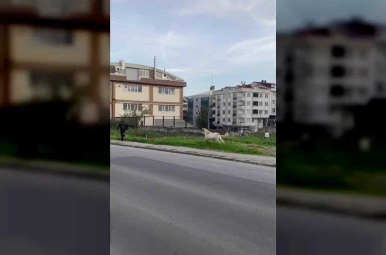 Esenyurt’ta bir keçi öğrencileri böyle kovaladı
