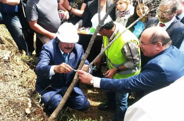 Eski Bakan Eroğlu’nun aşıladığı zeytin meyve vermeye başladı