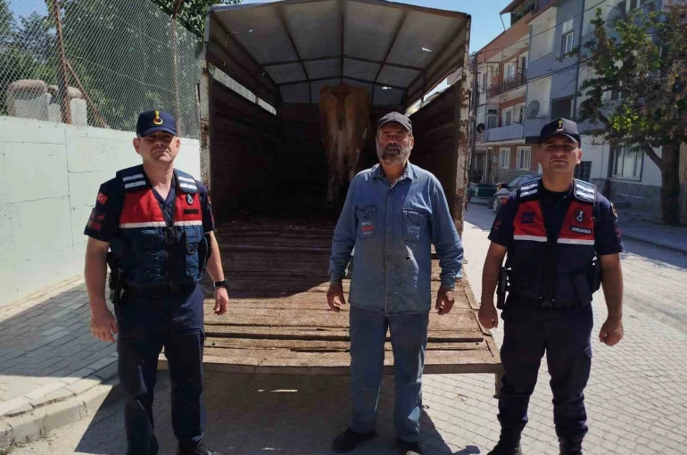 Eskişehir’de çalınan büyükbaş hayvanlardan biri Bilecik’te bulundu