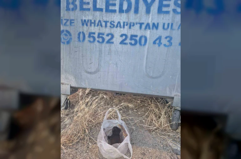 Eskişehir’de kan donduran olay: Yavru kedinin ağzını bantlayıp poşetle çöpe attılar