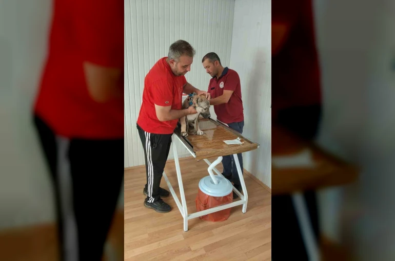 Evcil hayvan sahiplerine mikroçip uyarısı