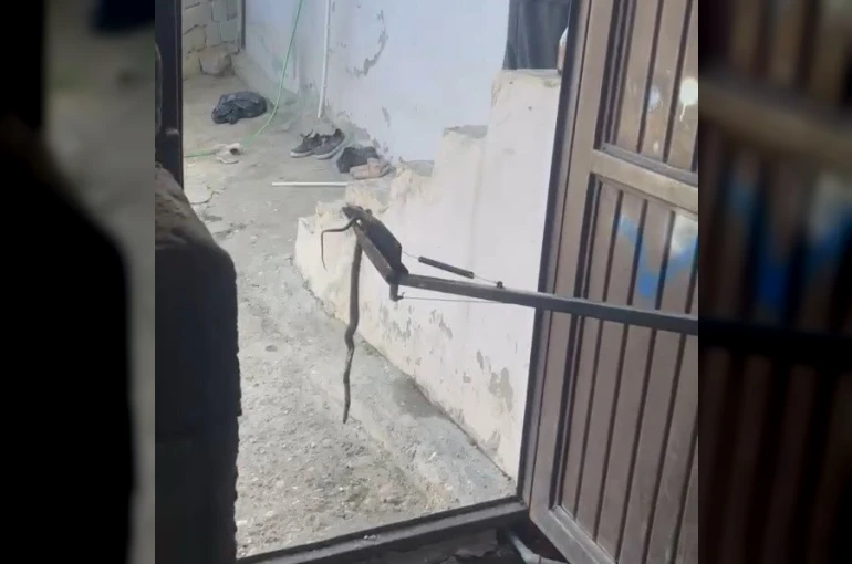 Eve giren yılan yakalanarak doğaya bırakıldı
