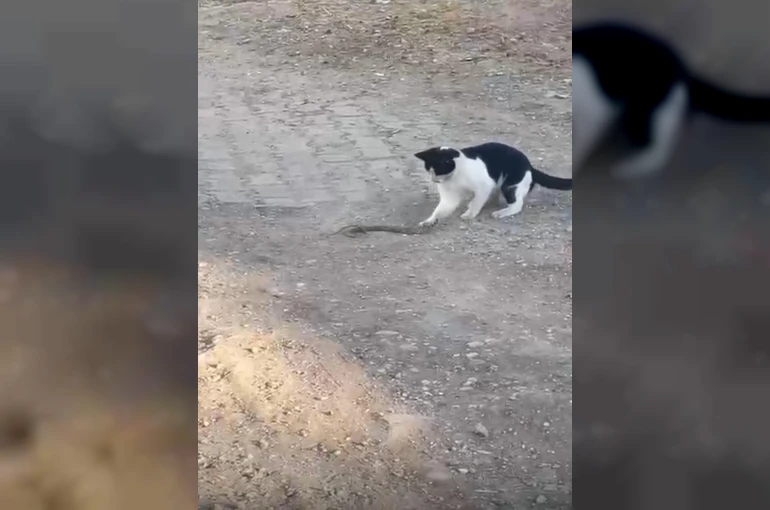 Fareyle oynar gibi yılanla oynadı, ağzıyla kapıp uzaklaştı