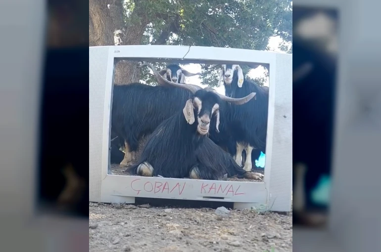 Fenomen çoban bu kez ekran başına geçen keçisine seslendirme yaptı