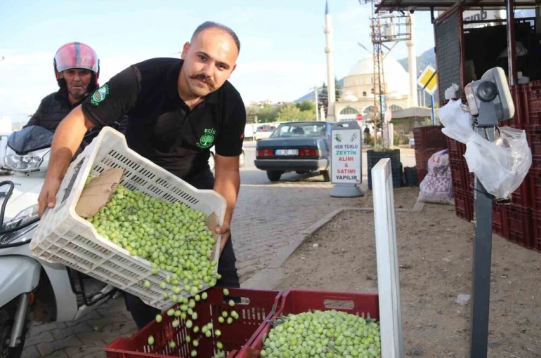 Fethiye’de zeytin hasadı başladı