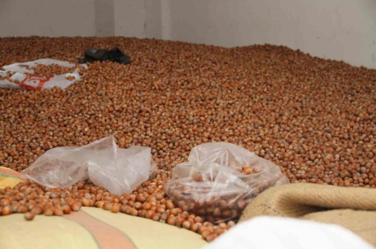Fındık fiyatları yükselişe geçti: 50 randıman 300 TL