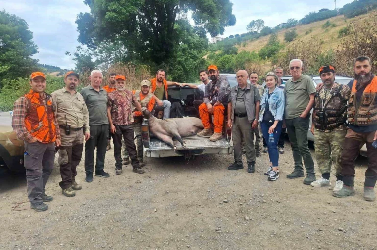Fındık sezonu öncesi domuz alarmı: Avcılar harekete geçti