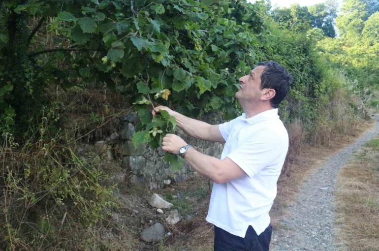 Fındıkta rekolte umudu yüksek, kokarca riski ise sürüyor