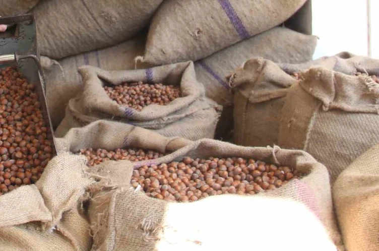 Fındıkta üreticinin 400 lira hedefi başka bahara kaldı